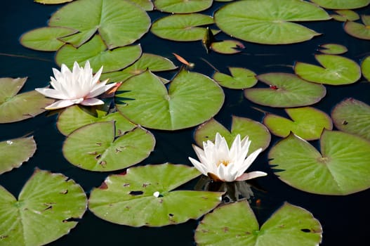 The nymphaea alba in a garden