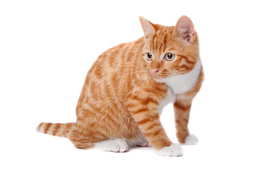 Cute foxy-red kitten sitting on white background