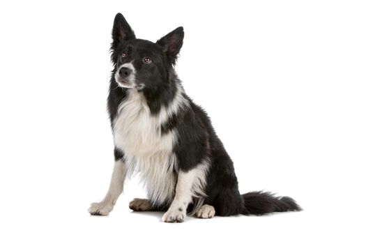 a border collie sheepdog isolated on a white background