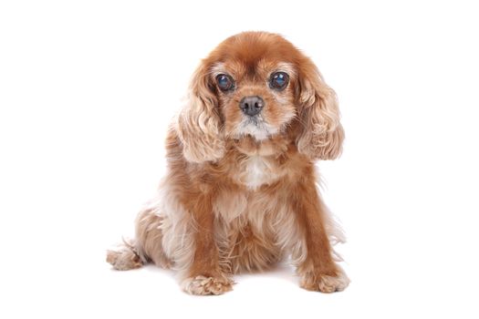 Cavalier King Charles Spaniel isolated on white