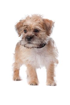 mixed breed dog isolated on a white background