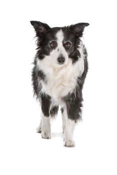 a border collie sheepdog isolated on a white background