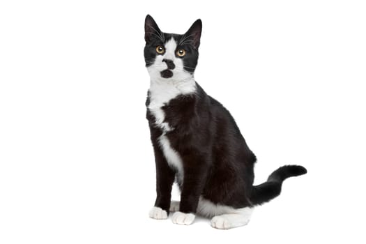 European short haired cat isolated on a white background
