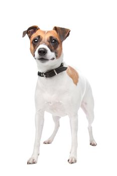 Jack russell terrier (4 years) in front of a white background