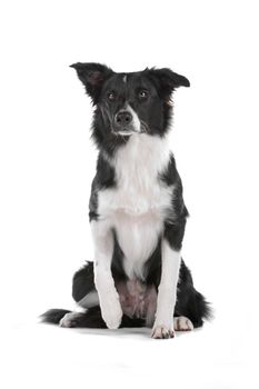 a border collie sheepdog isolated on a white background