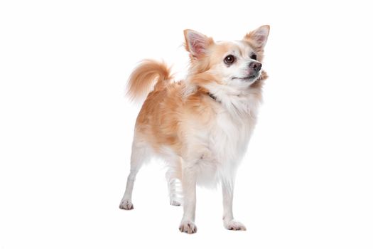 chihuahua dog isolated on a white background