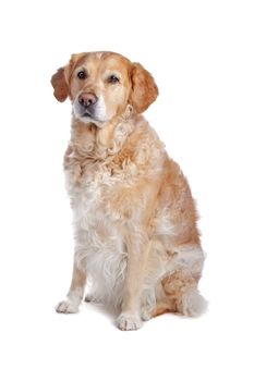 Labrador Retriever isolated on white