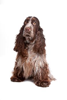 cocker spaniel on white background