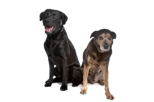 black Labrador and a mixed breed dog over white