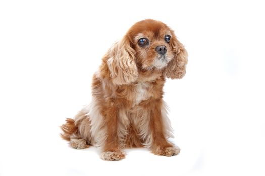 Cavalier King Charles Spaniel isolated on white