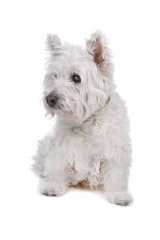 West Highland White Terrier isolated on white