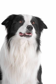 a border collie sheepdog isolated on a white background