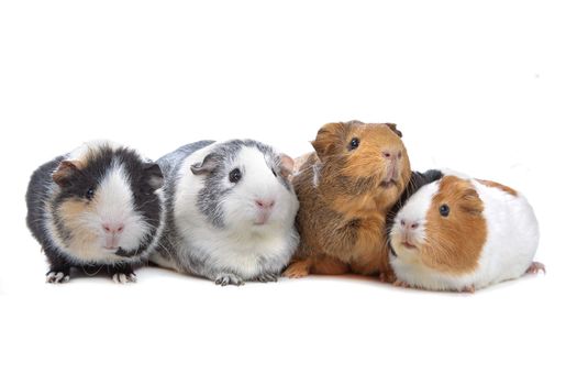 four Guinea pigs in a row isolated on white