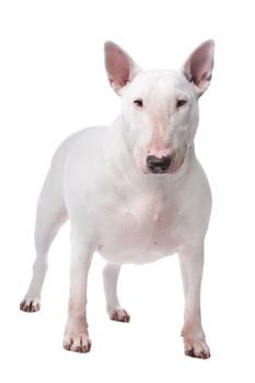 Bull terrier isolated on a white background