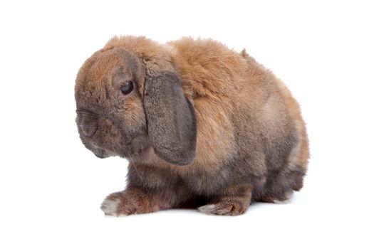 domestic rabbit isolated on white