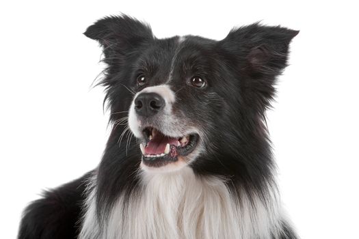 a border collie sheepdog isolated on a white background