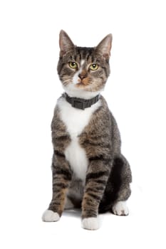 European short haired cat isolated on a white background