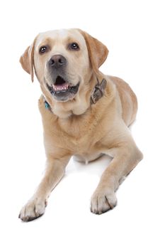 Labrador Retriever isolated on white