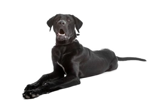 mixed breed dog. labrador/great dane isolated over white