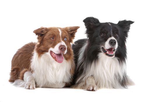 two border collie sheepdogs isolated on a white background