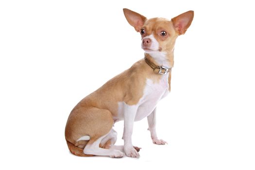 chihuahua dog isolated on white