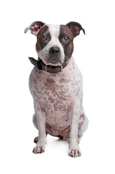 Staffordshire Bull Terrier isolated on a white background