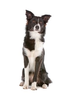 a border collie sheepdog isolated on a white background