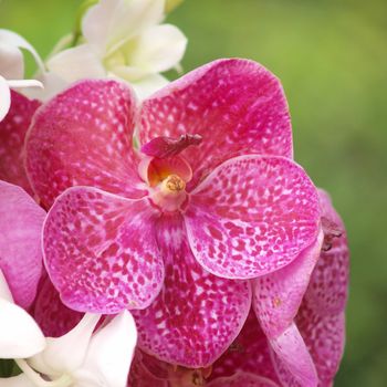 Closeup of red dendrobium orchid outdoor