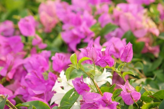 image of bright Bougainvillea