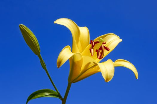 Yellow lily flower close-up on the blue background 