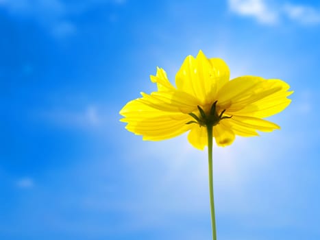 Yellow flower of cosmos with blue sky