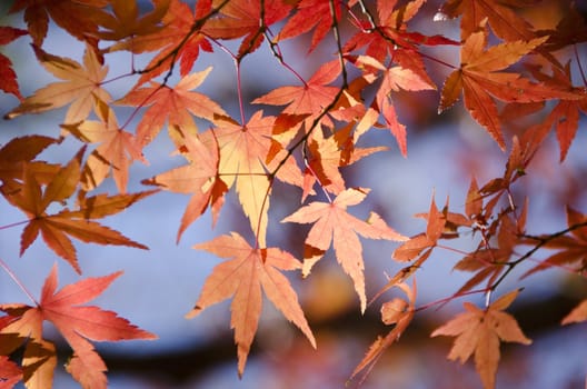 A branch of yellow red leaves of japanese maple in backlight, in front of a blue sky