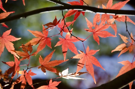 A branch of yellow red leaves of japanese maple in backlight, in front of a blue sky