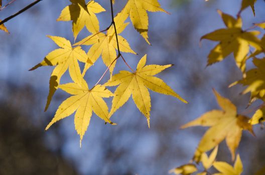 A branch of yellow leaves of japanese maple in backlight, in front of a blue sky