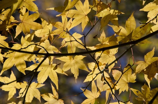 A branch of yellow leaves of japanese maple in backlight, in front of a blue sky