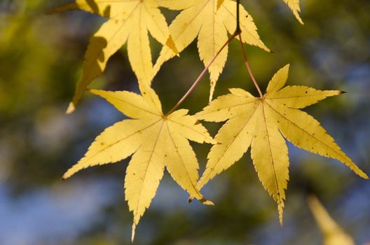 A branch of yellow leaves of japanese maple in backlight, in front of a blue sky