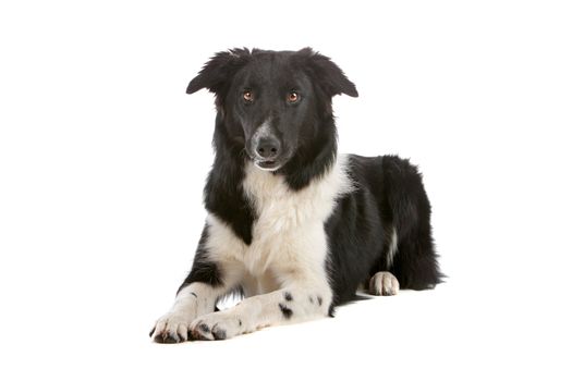 a border collie sheepdog isolated on a white background