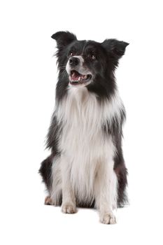 a border collie sheepdog isolated on a white background