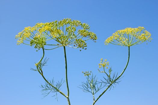 Fennel Inflorescence against the background of blue sky close-up