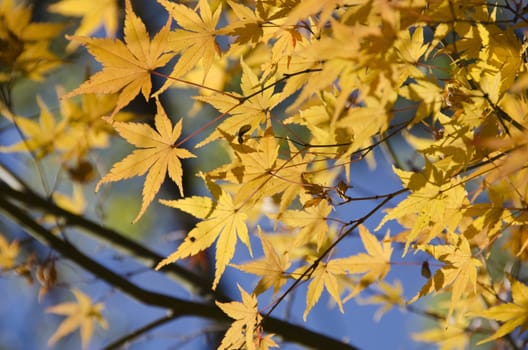 A branch of yellow leaves of japanese maple in backlight, in front of a blue sky