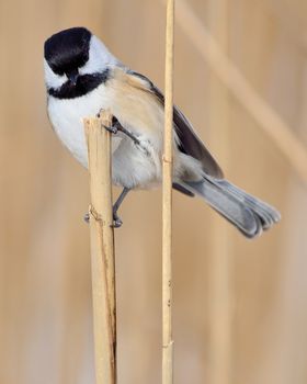 Black-capped Chickadee perched on a reed.