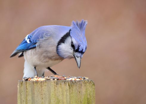 Blue Jay perched on a post eating looking at bird seed.