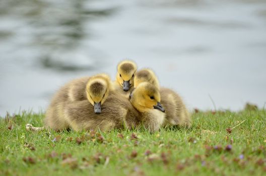 A Canada goose goslings sitting in the grass next to a pond.