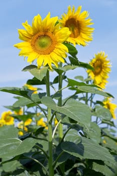 yellow sunflowers against a blue clear sky