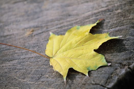 Yellow maple leaf lying on a tree cut