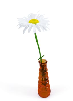 white daisy in a red glass vase