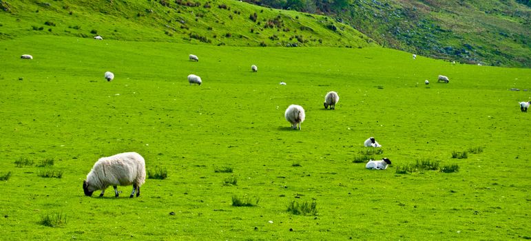 beautiful rural scenery in the heart of Scotland