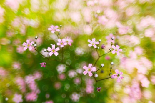 Pink, soft, spring  flowers blossoms on bright bokeh background