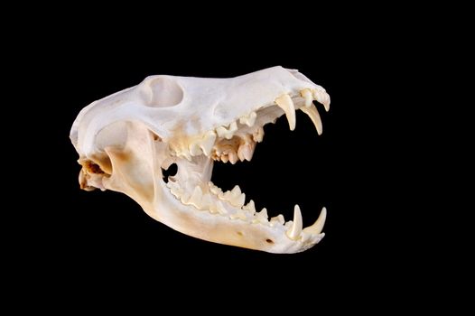 Skull of a coyote (canis Latrans) on a black background with jaw open