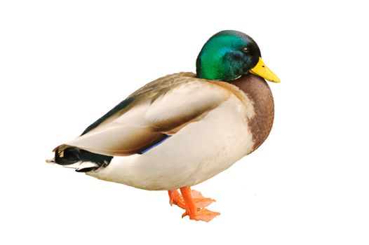 Isolation of a male mallard duck